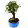 bonsai_serissa_dobrada_branca_5_anos_25_cm_3845_2_22b1a150f67e1ec8364fe6ba2c3831e5