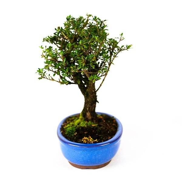bonsai_serissa_dobrada_branca_5_anos_25_cm_3845_2_22b1a150f67e1ec8364fe6ba2c3831e5