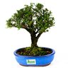 bonsai_serissa_dobrada_branca_5_anos_25_cm_3845_1_f3a64adf6b0bcf67f6273a499f7d99cc
