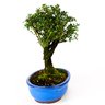 bonsai_serissa_dobrada_branca_5_anos_25_cm_3845_4_a57a7f116f6df8dfcb2ef75f674ee3ac