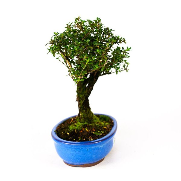 bonsai_serissa_dobrada_branca_5_anos_25_cm_3845_4_a57a7f116f6df8dfcb2ef75f674ee3ac