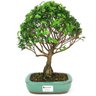 bonsai_maitenus_4_anos_24_cm_4149_1_6f73a54711952edf9ecc1f7ef5cf2e67