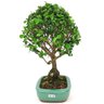 bonsai_maitenus_4_anos_24_cm_4149_2_08587b6cf3c5b89c8bc59150f36e1349