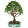 bonsai_maitenus_4_anos_24_cm_4149_3_991a536465909aac70eeb3e4459c9b8b
