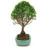bonsai_maitenus_4_anos_24_cm_4149_4_582076ae810dd1c29f249dbee4f5d3fe