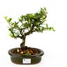 bonsai_piracanta_amarela_4_anos_24_cm_4675_1_46070ddb81b885440edd6de369e87376