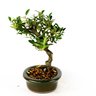 bonsai_piracanta_amarela_4_anos_24_cm_4675_2_93d1c228877ad344666d0e3e0590bb29