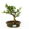 bonsai_piracanta_amarela_4_anos_24_cm_4675_3_71ded5d319c5bb0b967830476ee88fa3