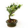 bonsai_piracanta_amarela_4_anos_24_cm_4675_4_14b53ad705be0817fad3c5b6edd931e1