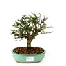 bonsai_ulmus_5_anos_24_cm_4683_1_555e86d98d2dfa80397913906f3c08ee