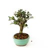 bonsai_ulmus_5_anos_24_cm_4683_2_7c50e14d2e0dab90e8e58e0f0604f8ee
