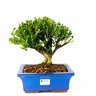 bonsai_buxus_harlandii_7_anos_27_cm_4779_1_123ce4bbb82ae60bbc9505890c36b619