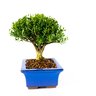 bonsai_buxus_harlandii_7_anos_27_cm_4779_2_414863499ac5b163a29fd6565c696739