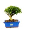 bonsai_buxus_harlandii_7_anos_27_cm_4779_3_d707e8a2947797d1cd9259b8a57f1a42