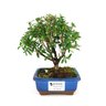 bonsai_serissa_chinesa_2_anos_17_cm_5161_1_5df85b3a84de21ac944178613370abd3