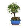 bonsai_serissa_chinesa_2_anos_17_cm_5161_2_7dd87caa19ea11ee81933f10bf6b726b