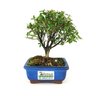 bonsai_serissa_chinesa_2_anos_17_cm_5161_3_7495671297dc711b1f7c448612c9aa11