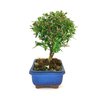 bonsai_serissa_chinesa_2_anos_17_cm_5161_4_3da9c7a9f594b1adac9aef60632fae40