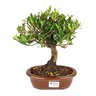 bonsai_jasmim_anao_5_anos_28_cm_5551_1_8806d5d777aeaf54075c2279421f122f