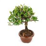 bonsai_jasmim_anao_5_anos_28_cm_5551_2_55eee37a0ed776aff39183172d1a77c3