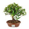 bonsai_jasmim_anao_5_anos_28_cm_5551_3_72fdfecf7ed14dc4c54dadb44a751c5a