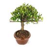bonsai_jasmim_anao_5_anos_28_cm_5551_4_827e7d5cf0587e79fa9443051f86a3ae