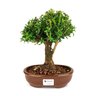 bonsai_buxus_harlandii_5_anos_25_cm_5555_1_2840517e1ae44277462e4fbdb3a14211