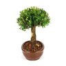 bonsai_buxus_harlandii_5_anos_25_cm_5555_2_186003cecabac3190fa31b16dcbe8703