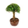 bonsai_buxus_harlandii_5_anos_25_cm_5555_4_57d13fe0dccc0a8362b3e9f32a9a7622