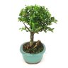 bonsai_maitenus_5_anos_26_cm_6021_2_a35a5122d20344bb290fd04f6e8f30b2