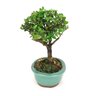 bonsai_maitenus_5_anos_26_cm_6021_4_cf06fce2e303f7a98ae97926dbb77a1e