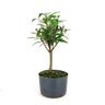 pre_bonsai_cereja_do_rio_grande_4_anos_32_cm_6141_2_1aae2f97b6485d1722badcde37e0e01f