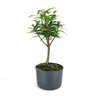 pre_bonsai_cereja_do_rio_grande_4_anos_32_cm_6141_3_349788f81acbf8fbf6e2ca7834fb1541
