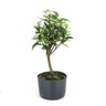 pre_bonsai_cereja_do_rio_grande_4_anos_32_cm_6141_4_c6cf2789c774377931dccc0a6e932cd2