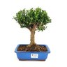 bonsai_buxus_harlandii_6_anos_25_cm_6225_1_fa556e777cd426ba4aa1eb05b5b1e7b8