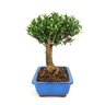 bonsai_buxus_harlandii_6_anos_25_cm_6225_2_14f88db2402e112d04a38d6850434bb3