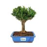 bonsai_buxus_harlandii_6_anos_25_cm_6225_3_b42374607360d937598419afdf063d9c