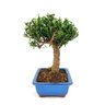 bonsai_buxus_harlandii_6_anos_25_cm_6225_4_a8a640d286618e55550dc98d759ded9d