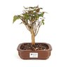 bonsai_pitanga_4_anos_23_cm_6247_1_a47f79f6ab075434943024f5c847d4dc