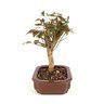 bonsai_pitanga_4_anos_23_cm_6247_4_d1e0cd96bd663c82754c78dfef6c40c0
