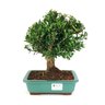 bonsai_buxus_harlandii_6_anos_26_cm_6305_1_9b33bc518a5cfab6bb747c23d4f84b58