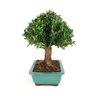 bonsai_buxus_harlandii_6_anos_26_cm_6305_2_aa6f4660d6c11979bf65afa9c10daf7c