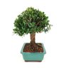 bonsai_buxus_harlandii_6_anos_26_cm_6305_4_49949d8566952470a690cdc32acae1f5