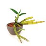 kusamono_dendobrium_12cm_6529_1_2cdf4a3331d4aceaaa7647ab722627d2