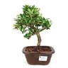 bonsai_piracanta_amarela_3_anos_25_cm_6903_1_74a62a14dae93ddd210f6f8007cce638