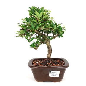 bonsai_piracanta_amarela_3_anos_25_cm_6903_1_74a62a14dae93ddd210f6f8007cce638