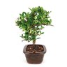 bonsai_piracanta_amarela_3_anos_25_cm_6903_2_61ef77cde00d6a365e037b63dd4a5a7b