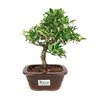 bonsai_piracanta_amarela_3_anos_25_cm_6903_3_ba67f6f4767fad838cb3ef30757ff859