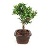 bonsai_piracanta_amarela_3_anos_25_cm_6903_4_167e92fec9df3681c962ba7acf2b8f1c