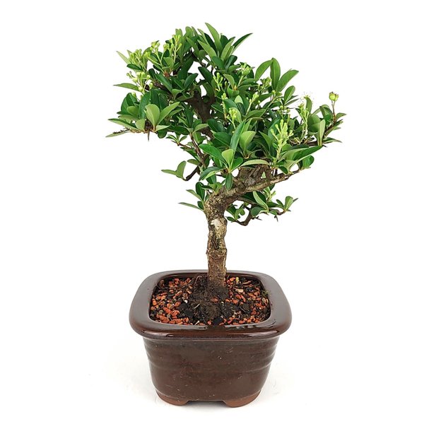 bonsai_piracanta_amarela_3_anos_25_cm_6903_4_167e92fec9df3681c962ba7acf2b8f1c